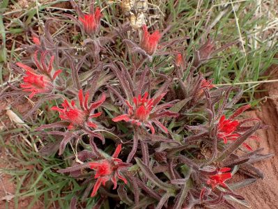 Castilleja Scabrida - Rough Indian Paintbrush 